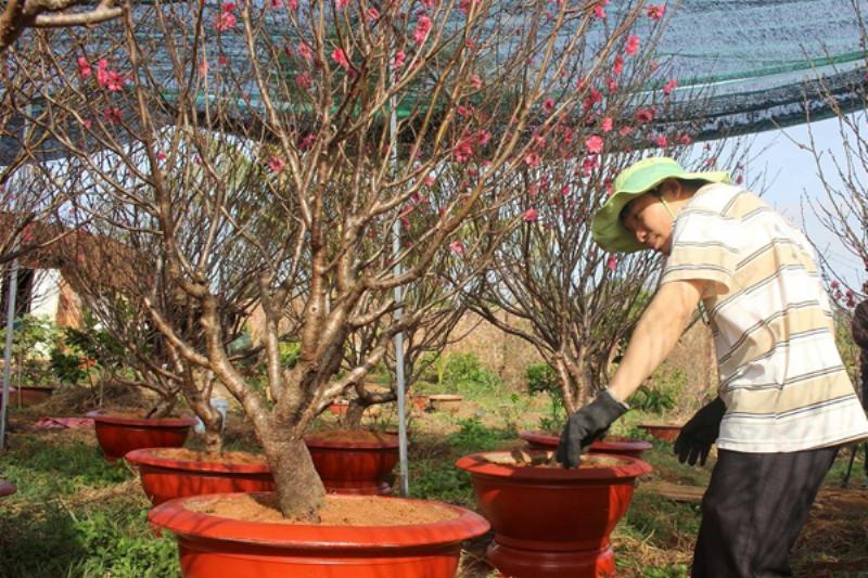 Hướng dẫn tỉa cành đào sau tết đúng kỹ thuật giúp cây phát triển khỏe mạnh và tạo dáng bonsai đẹp